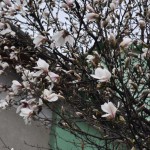 magnolii 5