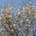magnolii 2