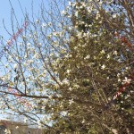 magnolii 3