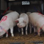 porci ecologici 6