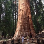 5 dorin popescu sequoia