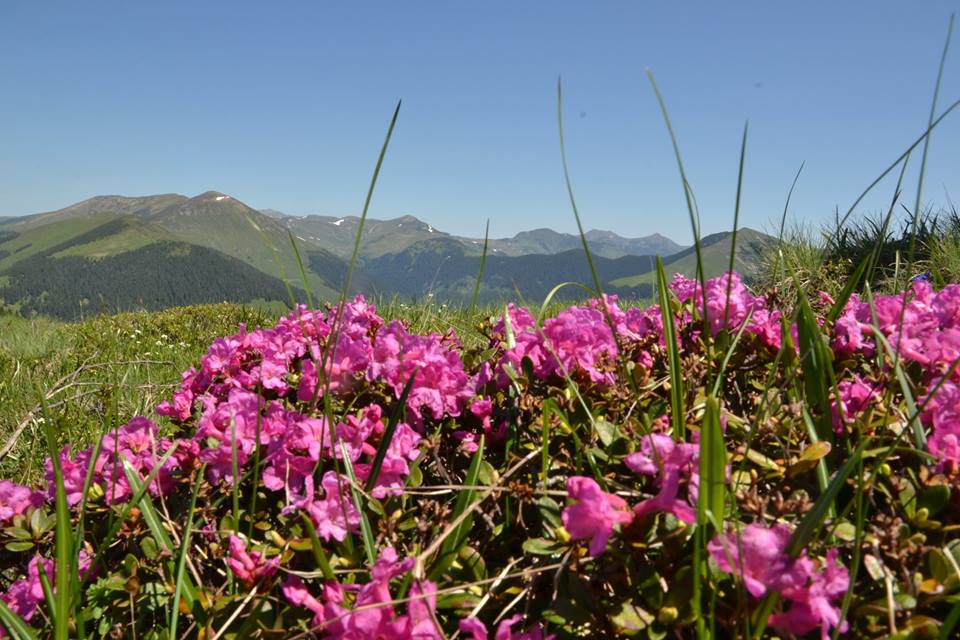 Imagini Spectaculoase Cu Zapada Si Rhododendroni Infloriţi