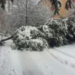 1-copac-cazut-iarna-2-12-2016