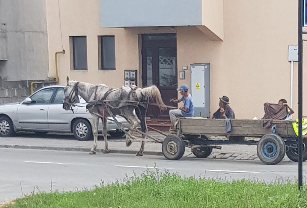 Căzut de pe căruța de slăbit Un cal s-a prabusit in Bucuresti si a stat ore intregi cazut pe strada
